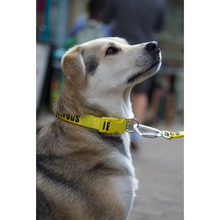 Load image into Gallery viewer, Twiggy Tags Awareness Collar