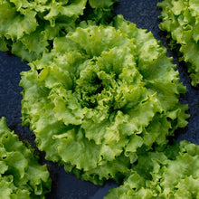 Load image into Gallery viewer, Lettuce (Batavia) Caipira