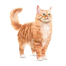 Load image into Gallery viewer, Royal Canin FHN Ageing 15+ Gravy Cat Food 12x85g