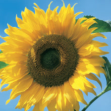 Load image into Gallery viewer, Sunflower American Giant F1