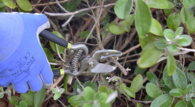 Load image into Gallery viewer, Spear & Jackson Kew Vintage Bypass + Anvil Secateur Set