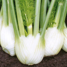 Load image into Gallery viewer, Unwins Asian Stair Fry Seed Bundle