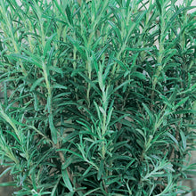 Load image into Gallery viewer, Herb Rosemary