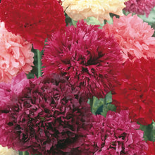 Load image into Gallery viewer, Unwins Scented Garden Seed Bundle