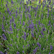 Load image into Gallery viewer, Unwins Fragrant Blooms for Bouquets Seed Bundle