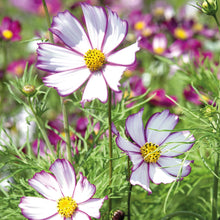 Load image into Gallery viewer, Unwins Cosmos Pink Seed Bundle