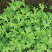 Load image into Gallery viewer, Herb Coriander Calypso