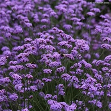 Load image into Gallery viewer, Verbena bonariensis Vanity