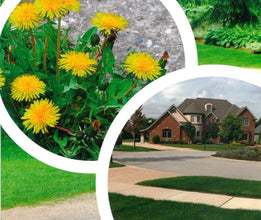 Load image into Gallery viewer, Gallup Home & Garden Glyphosate Weedkiller, Twin Pack (2 x 1 Litre bottles) of Super Strength Gallup Home & Garden Glyphosate Weedkiller, Gallup weed killer, 1L + Free 30ml Measuring cup