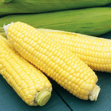 Load image into Gallery viewer, Sweetcorn Strong Star F1