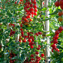 Load image into Gallery viewer, Tomato (Cherry) Crokini F1