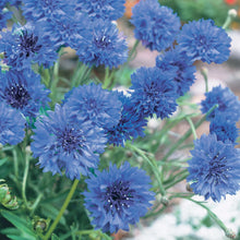 Load image into Gallery viewer, Cornflower Blue Diadem