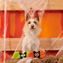 Load image into Gallery viewer, BARK Halloween Flutter and Fang Dog Toys - Plush Bat Squeaky Toys, 2 Pack