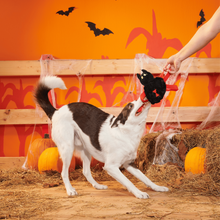 Load image into Gallery viewer, BARK Halloween Blake Widow Dog Toy - Plush Spider Toy with Spiky Squeaker Ball and Tug Straps