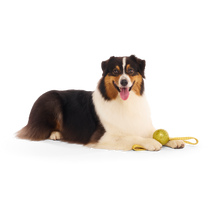 Load image into Gallery viewer, BARK Harry Potter The Golden Snitch Dog Toy - Golden Rubber Fetch Toy with Reinforced Grip Straps
