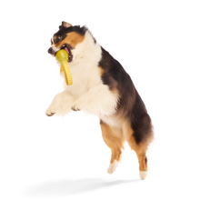 Load image into Gallery viewer, BARK Harry Potter The Golden Snitch Dog Toy - Golden Rubber Fetch Toy with Reinforced Grip Straps