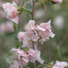 Load image into Gallery viewer, Clarkia Appleblossom