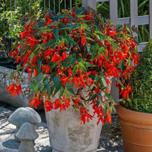 Load image into Gallery viewer, Begonia Groovy Orange F1