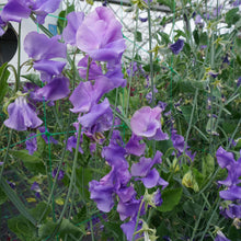 Load image into Gallery viewer, Sweet Pea Noel Sutton