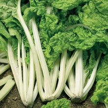Load image into Gallery viewer, Swiss Chard Fordhook Giant