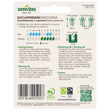 Load image into Gallery viewer, Leucanthemum Madonna