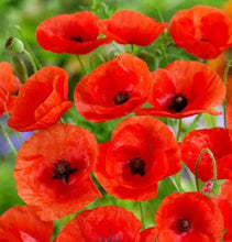 Load image into Gallery viewer, Little Growers Wildflower Corn Poppy