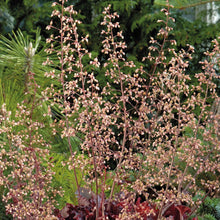 Load image into Gallery viewer, Heuchera Melting Fire