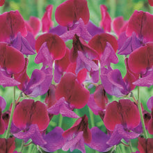 Load image into Gallery viewer, Sweet Pea Cupani