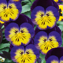 Load image into Gallery viewer, Unwins Winter Flowering Seed Bundle
