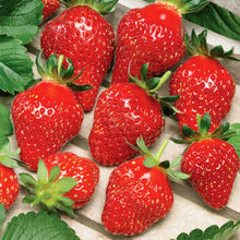 Load image into Gallery viewer, Strawberry Florian