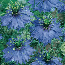 Load image into Gallery viewer, Love In A Mist Miss Jekyll
