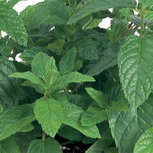 Load image into Gallery viewer, Herb Peppermint