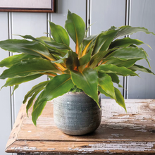 Load image into Gallery viewer, Unwins Houseplant Seeds Range