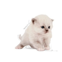 Load image into Gallery viewer, Royal Canin Baby Cat Milk 300g