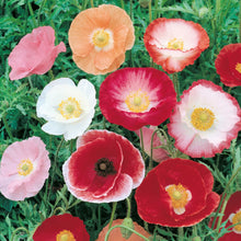 Load image into Gallery viewer, Unwins Summer Flowering Seed Bundle