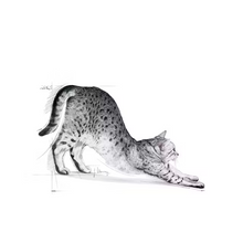 Load image into Gallery viewer, Royal Canin Indoor 27 Cat Food