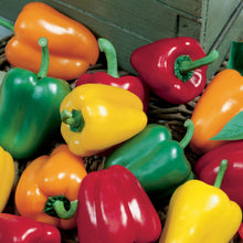Load image into Gallery viewer, Pepper (Sweet) Salad Festival F1