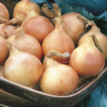 Load image into Gallery viewer, Onion (Globe) Bedfordshire Champion