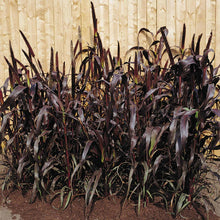 Load image into Gallery viewer, Ornamental Grass Millet Purple Majesty F1