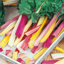 Load image into Gallery viewer, Swiss Chard Bright Lights