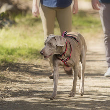 Load image into Gallery viewer, Halti Walking Harness For Dogs Various Colours & Sizes