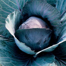 Load image into Gallery viewer, Cabbage (Round) Redsky F1