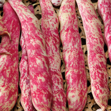 Load image into Gallery viewer, French Bean (Climbing) Barlotta Lingua di Fuoco Nano