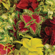 Load image into Gallery viewer, Coleus Warpaint