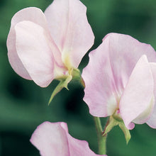 Load image into Gallery viewer, Sweet Pea Prima Donna