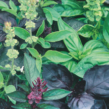 Load image into Gallery viewer, Herb Basil Mediterranean Medley