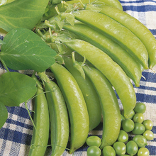 Load image into Gallery viewer, Little Growers Pea Lincoln