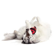 Load image into Gallery viewer, Bark Lady Bugsy Dog Toy