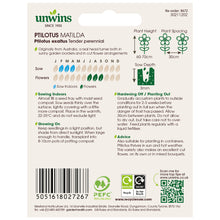 Load image into Gallery viewer, Ptilotus Matilda