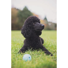 Load image into Gallery viewer, Chuckit! Fetch Medley 3 Pack Assorted Small 4.8cm